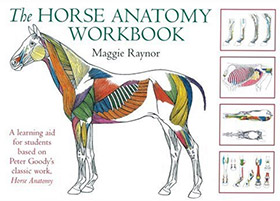 Best Books On Drawing Horses